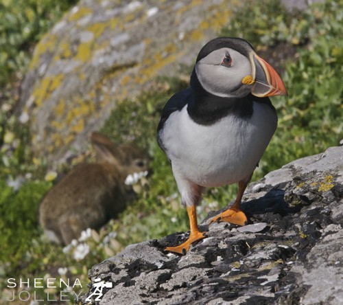 Puffin and Rabbit 2.jpg - Atlantic Puffins are colonial nesters, using burrows on grassy cliffs On Skellig Michael off the Kerry coast in Ireland they have to share their burrows with the rabbit population. It is difficult to know when Rabbits were first introduce to Skellig Michael and you have to look hard to find them. I was lucky to spot a family of very young rabbits. Young rabbits tend to be exploratory in new space and were naturally inquisitive but the puffins always gave chase when the rabbit's curiosty took them too close. However, I did notice they shared the same entrance to the burrows so there must be some tolerance underground. Rabbits, being prey animals tend to freeze and observe when confronted with a threat. However they always ran when the Puffins gave chase.